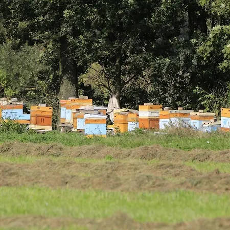 Zulawiaczek Nowy Dwór Gdański