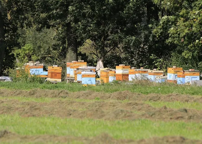 Zulawiaczek Nowy Dwór Gdański