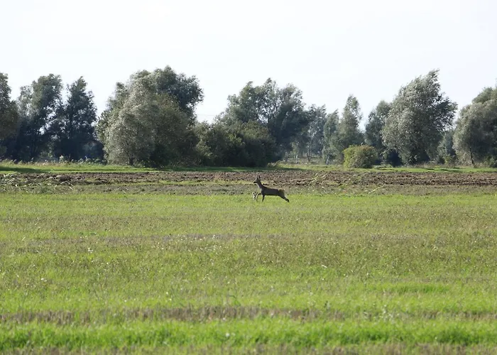 Alloggio per agriturismo Zulawiaczek Nowy Dwór Gdański