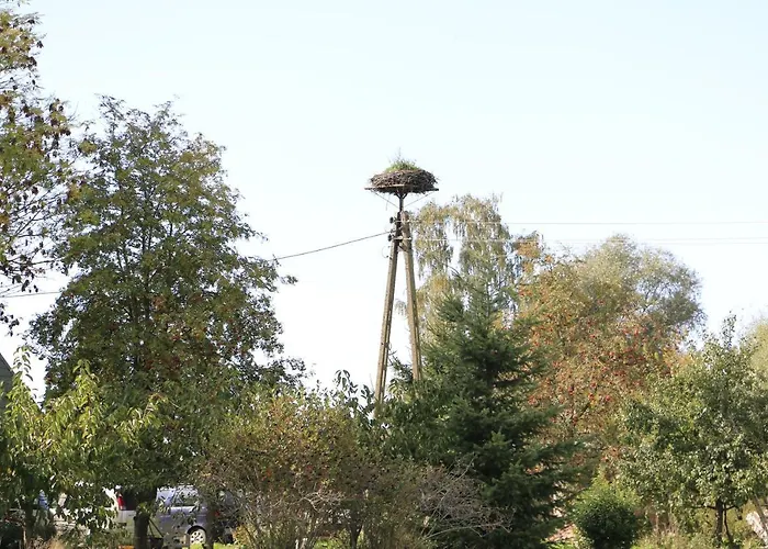 Zulawiaczek * Nowy Dwór Gdański